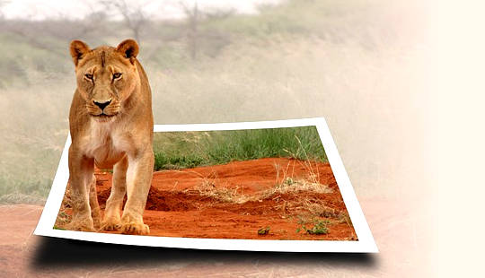 une lionne prenant vie et sortant d'une photographie